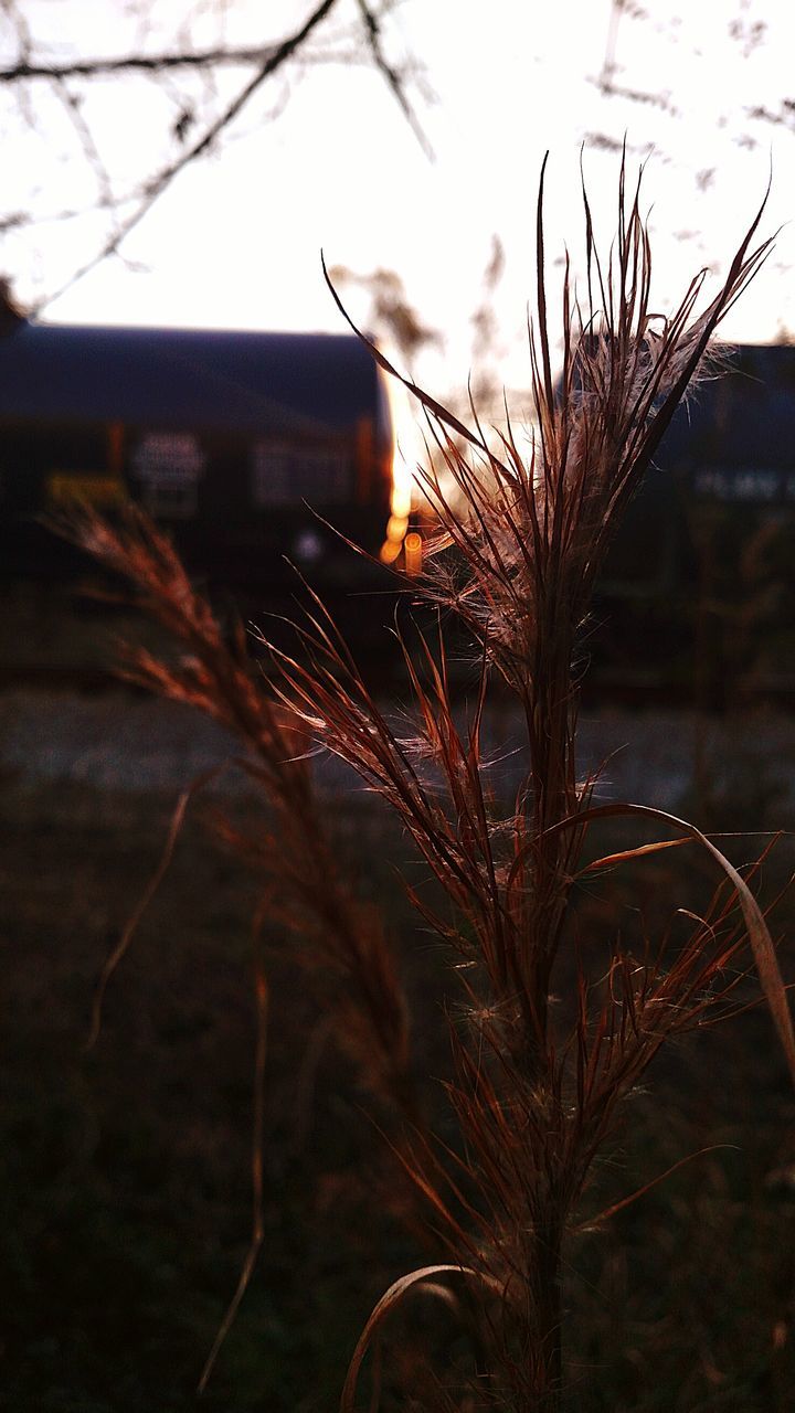 close-up, sunset, outdoors, nature, plant, no people, sky, tree, day