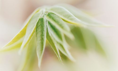 Close-up of fresh green leaves