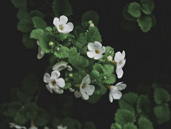 Close-up of white flowers blooming outdoors