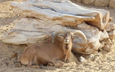 Wild goat in a rock