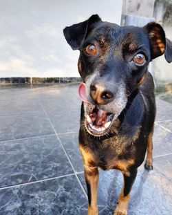 Portrait of black dog
