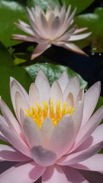 Close-up of white flowers