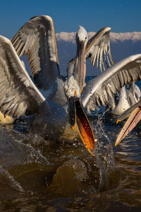 Close-up of bird flying over lake