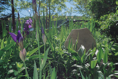 Close-up of purple flowering plants on land