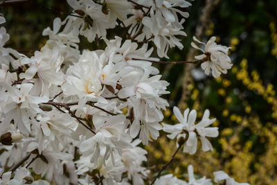 Close-up of white cherry blossoms in spring