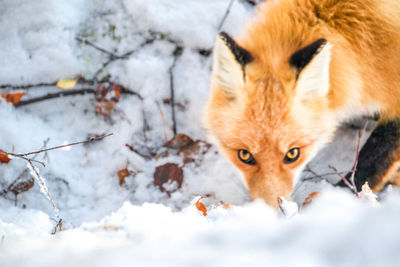 Portrait of cat on snow