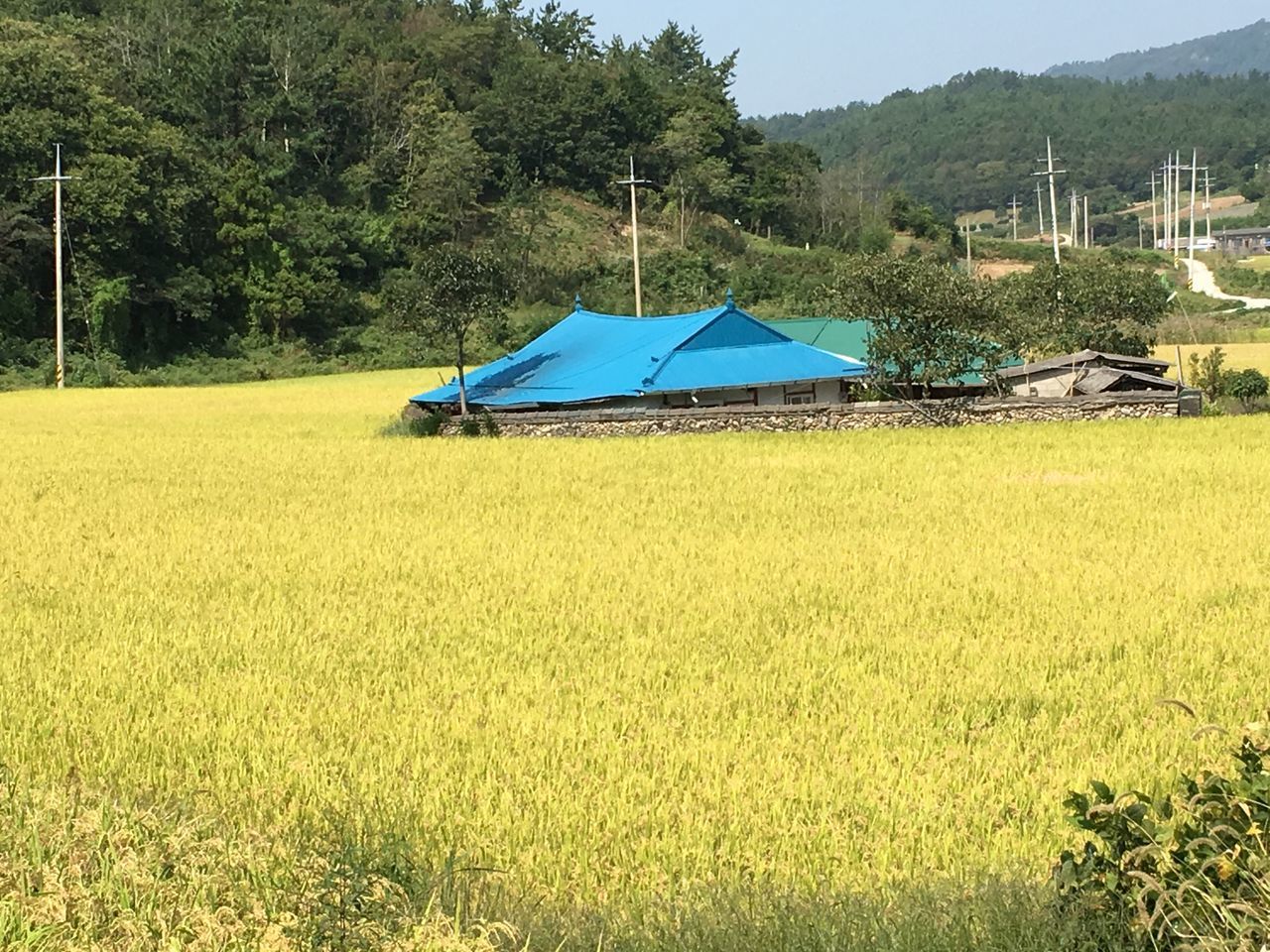 tree, growth, rural scene, field, agriculture, landscape, tranquility, scenics, tranquil scene, green color, beauty in nature, nature, crop, day, branch, cultivated land, outdoors, farm, mountain, grassy, blue, remote, no people, non-urban scene, plantation, solitude