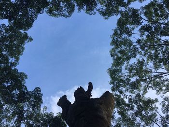 Low angle view of horse on tree against sky