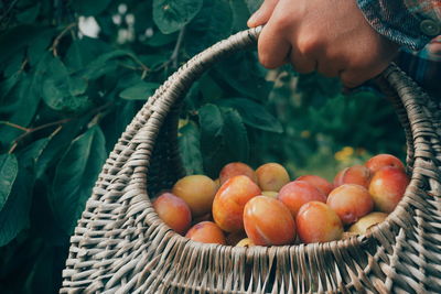 Cropped hand holding plums in basket