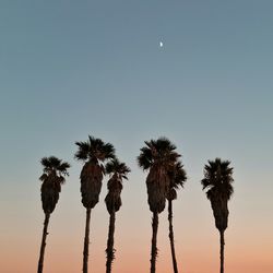 Low angle view of palm trees against clear sky