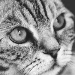 Close-up portrait of cat