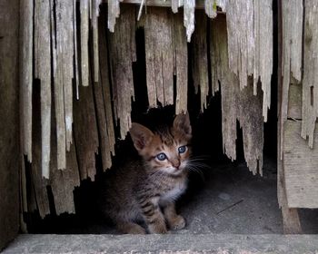 Portrait of cat sitting on wood