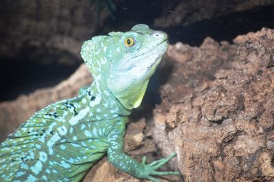 Close-up of lizard