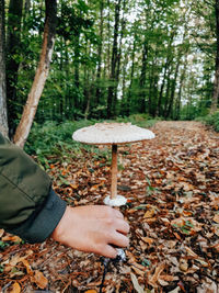 Hand picking parasol mushroom in autumn forest