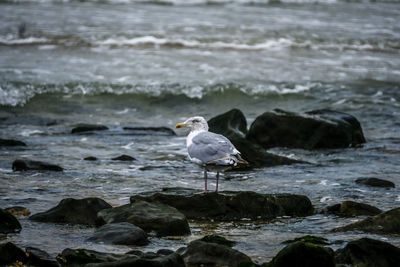 Seagull perching on rock in sea