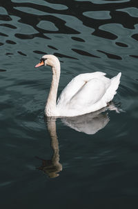 High angle view of swan swimming in lake