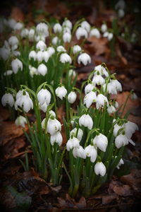 Close-up of white flowers blooming outdoors