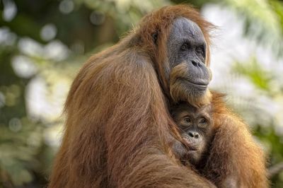 Close-up of orangutan feeding infant