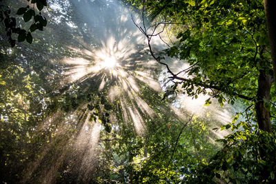 Trees in forest