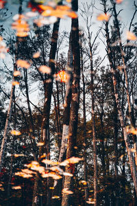 Low angle view of trees against sky at dusk