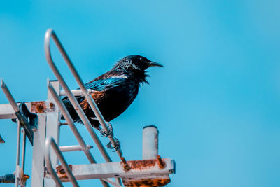 Low angle view of bird perching on blue sky