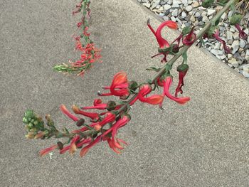 Close-up of red flowers