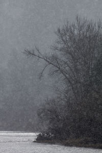 Bare tree on snow covered land against sky