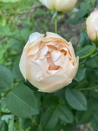 Close-up of white rose flower