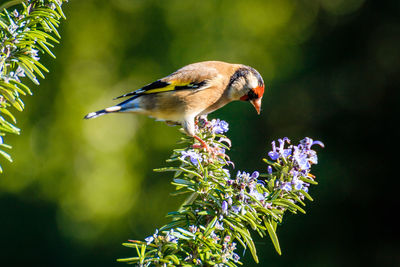 Close-up of bird perching on flower