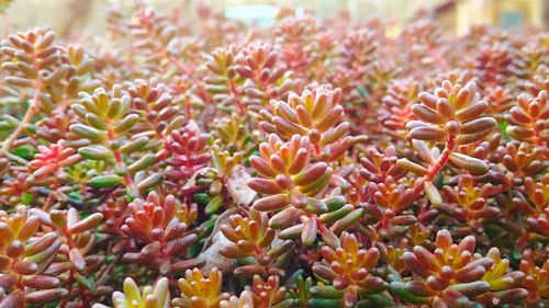 Close-up of flowers