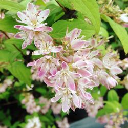 Close-up of pink flowers