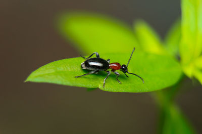 Close-up of fly on leaf