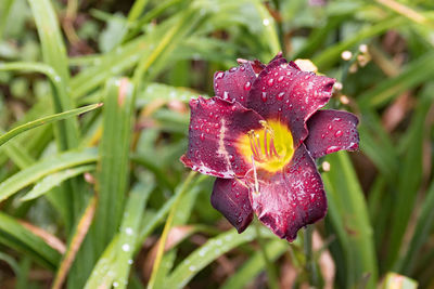 Close-up of wet purple flower in rain