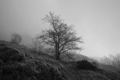 Bare trees on landscape