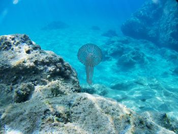 Fish swimming in sea