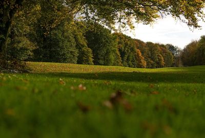 Trees growing on field against sky during autumn