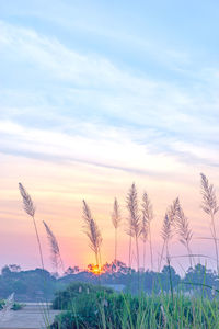 Plants growing on field against sky during sunset