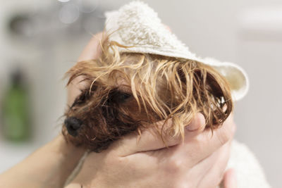 Dry wet yorkshire dog with bath towel. close-up view