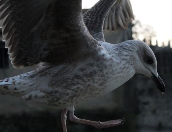 Close-up of seagull flying