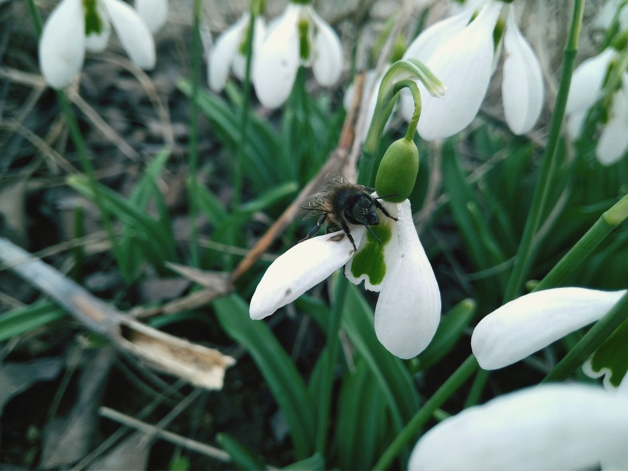 growth, nature, insect, white color, fragility, animal themes, one animal, animals in the wild, plant, freshness, beauty in nature, no people, day, green color, outdoors, close-up, flower, leaf, snowdrop