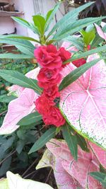 Close-up of pink flowers