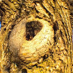 Close-up of tree trunk