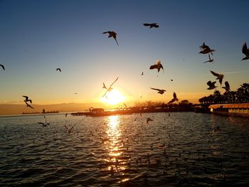 Silhouette birds flying over sea against sky during sunset