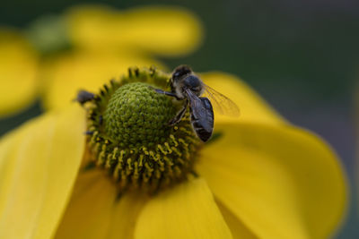 Close-up of bee on yellow flower