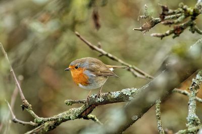 Close-up of bird perching on branch