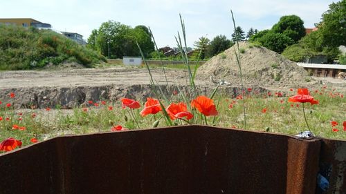 Red poppy flowers blooming against trees