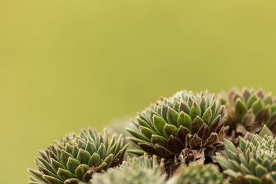 Close-up of spiked plants growing outdoors