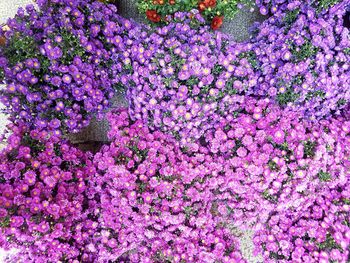 Close-up of purple flowers