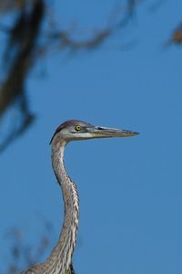 Low angle view of blue heron