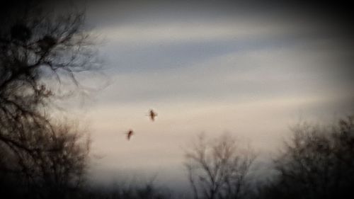 Low angle view of bare trees against cloudy sky